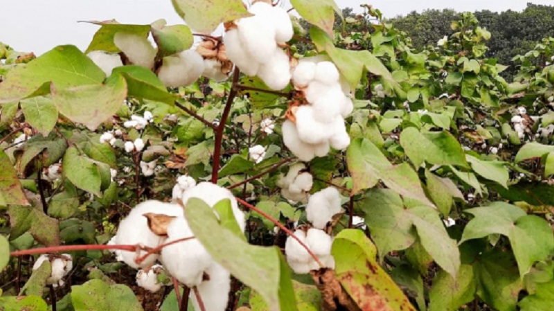 cottonbangladesh1