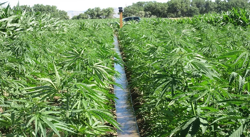 hemp irrigation Big