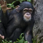 primates - Swiss to vote on fundamental rights for apes