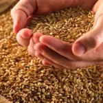 Punjab govt fixes wheat price at Rs3000